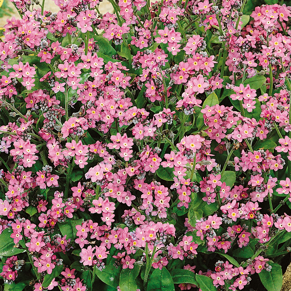 Niezapominajka ogrodowa ‘Rosylva’