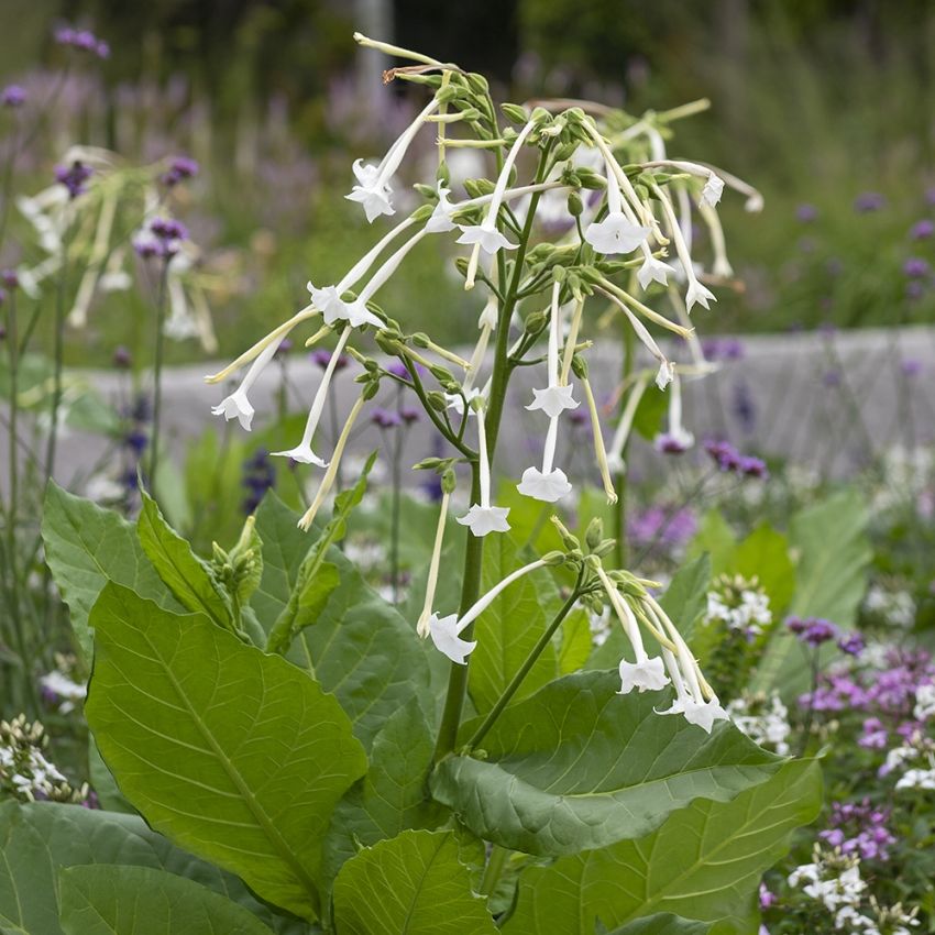 Tytoń leśny 'Only The Lonely'