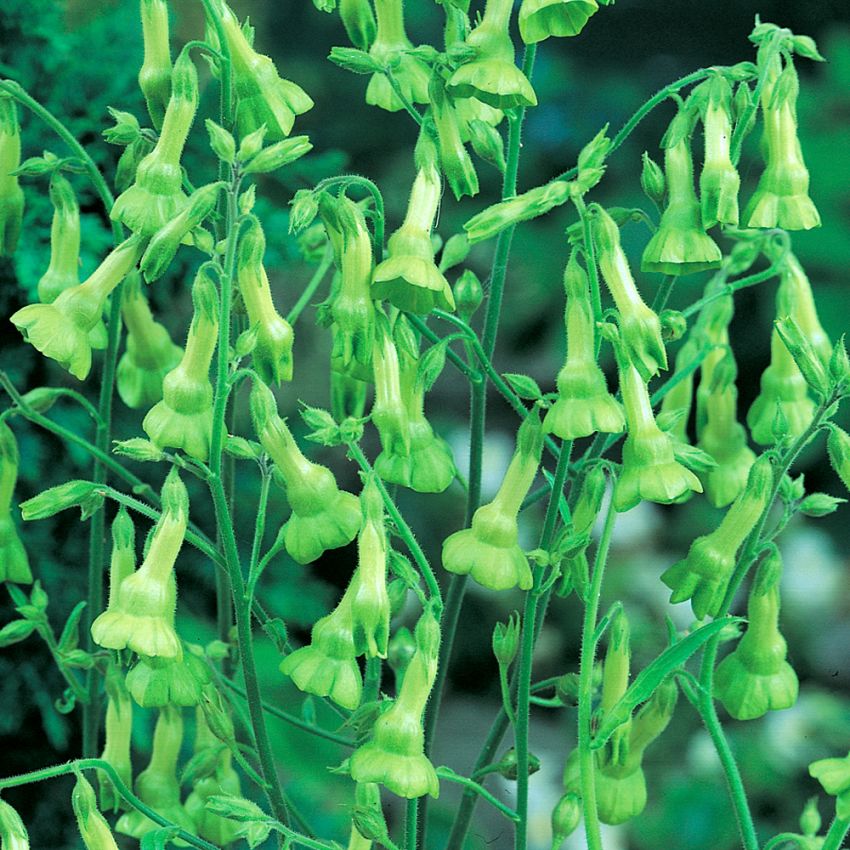 Tytoń brazylijski 'Lemon Tree'