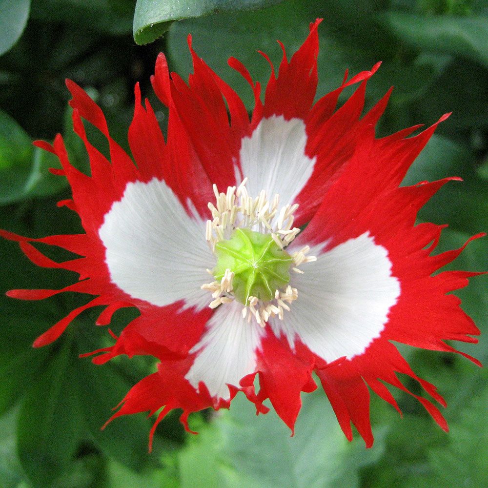 Mak lekarski 'Danebrog'