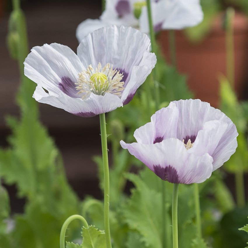 Mak lekarski 'Bread Seed Poppy'