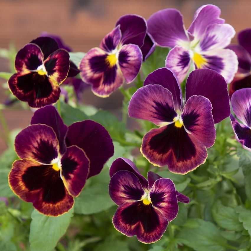 Bratek ogrodowy F1 'Spring Matrix Sangria'