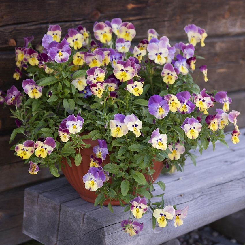 Bratek ogrodowy F1 'Cool Wave Strawberry Swirl'