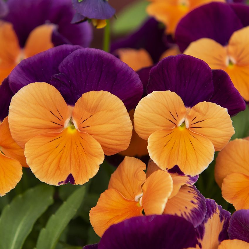 Bratek ogrodowy F2 'Jolly Joker'