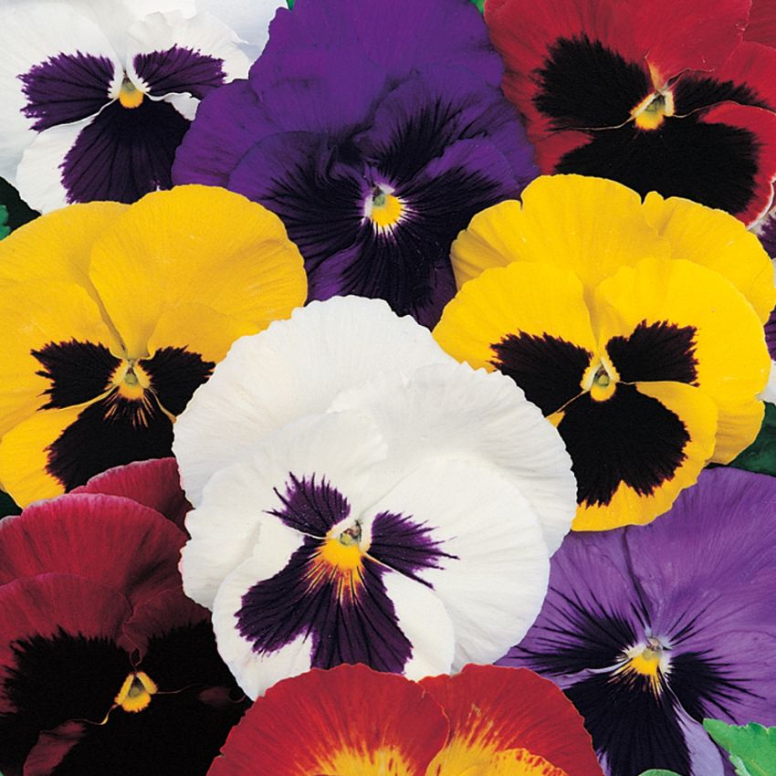 Bratek ogrodowy 'Schweizer Riesen Velvet'