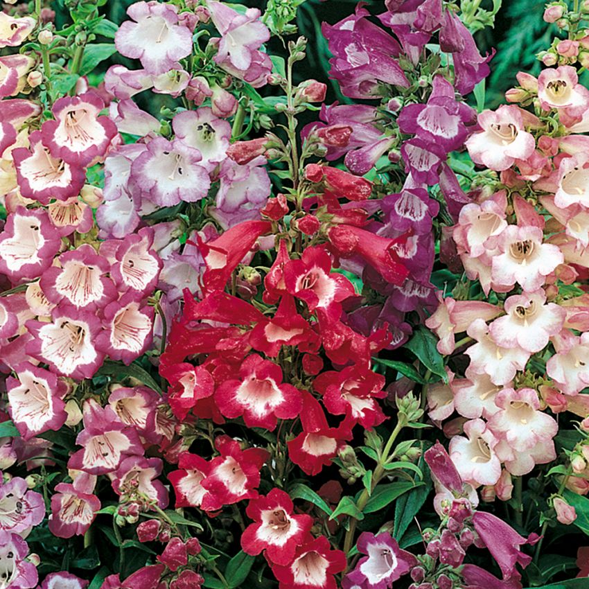 Penstemon Hartwega 'Sensation'