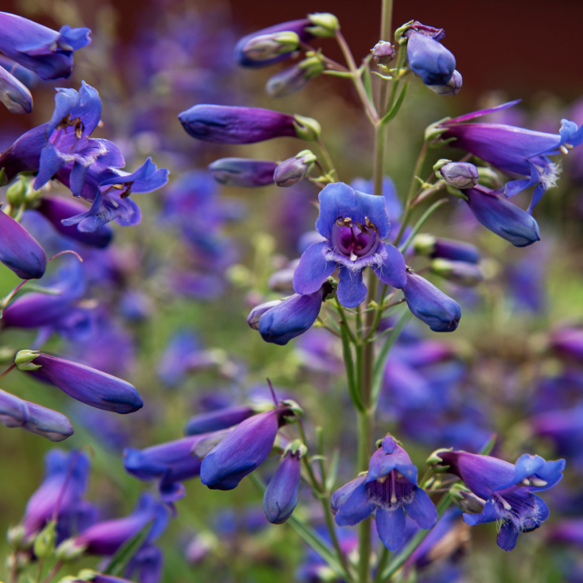 Penstemon szkarłatny 'Twizzle Blue'