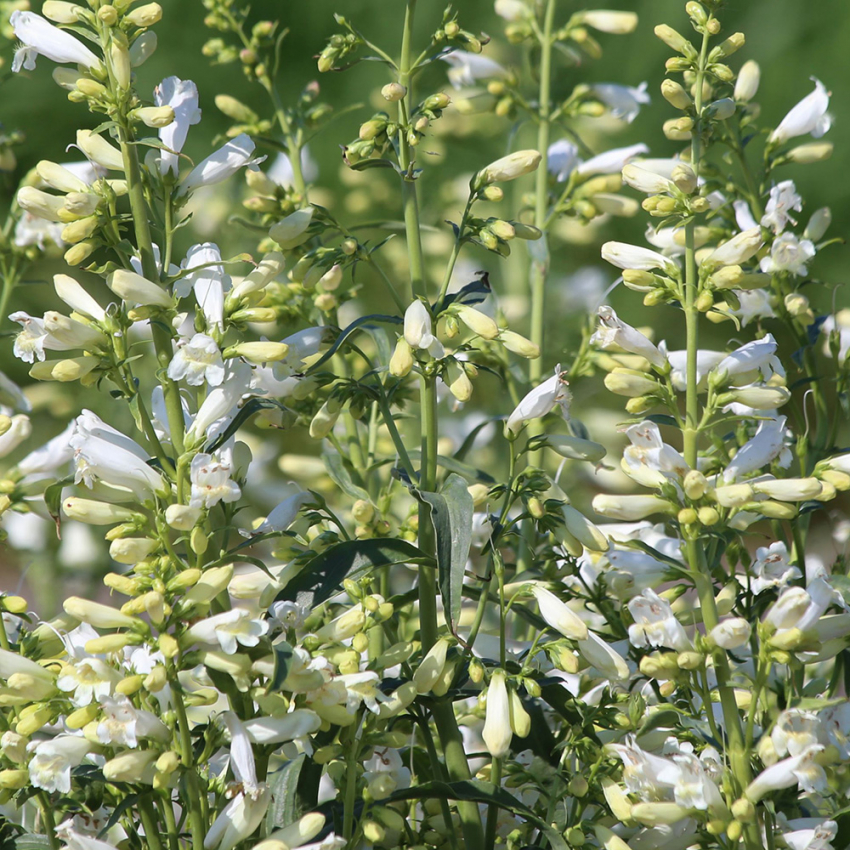 Penstemon szkarłatny 'Twizzle White'