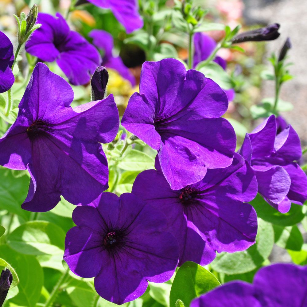 Petunia zwisająca 'Easy Wave Blue'