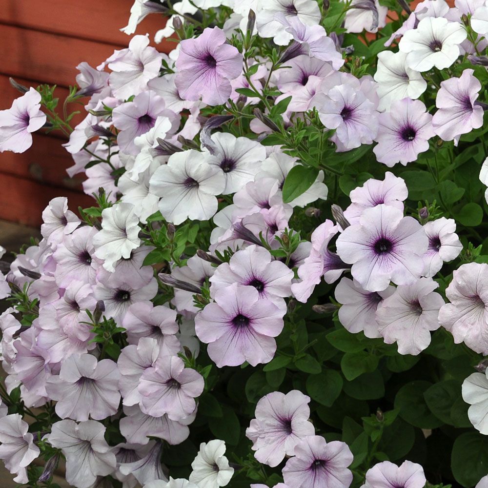 Petunia ogrodowa F1 'Tidal Wave Silver'