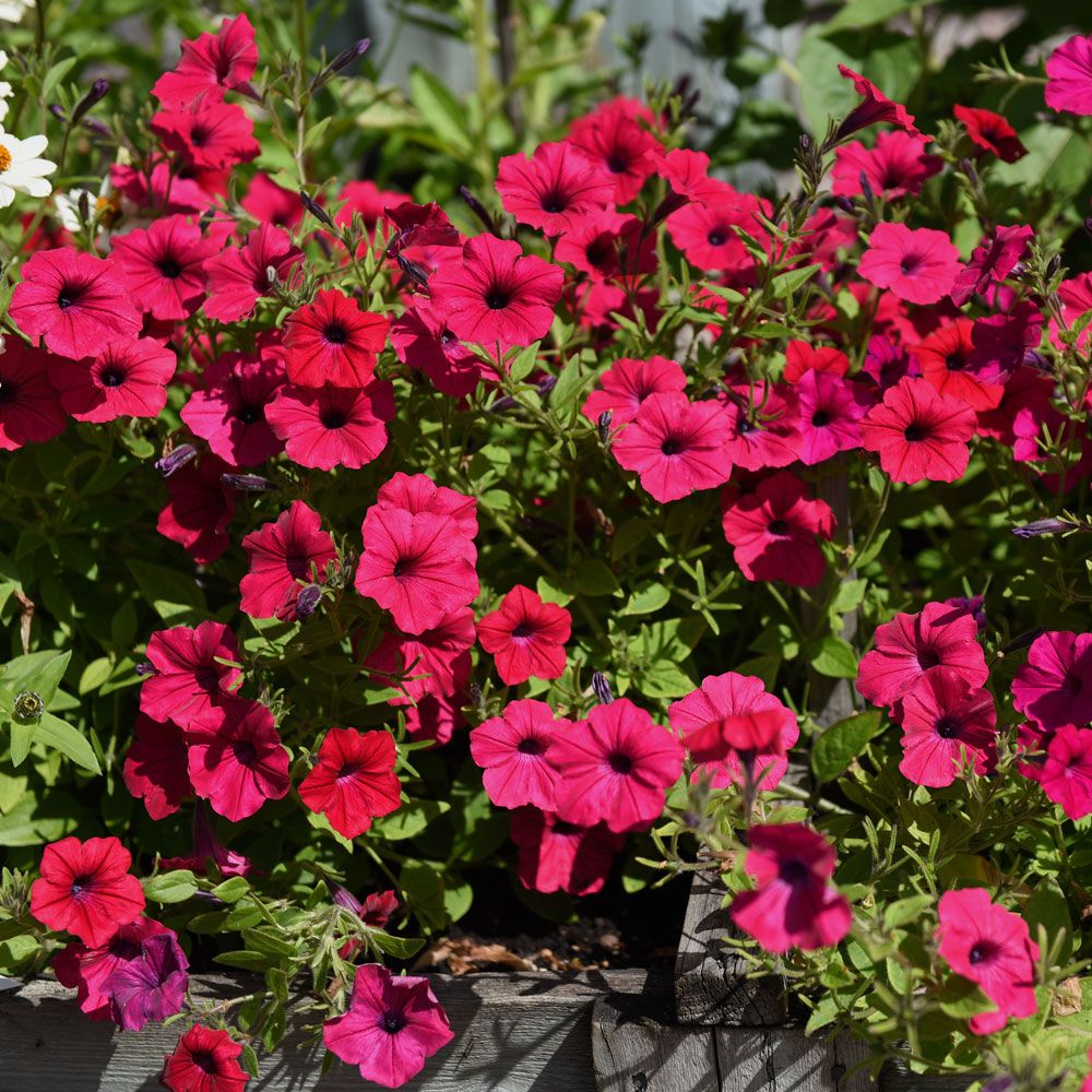 Petunia ogrodowa F1 'Tidal Wave Cherry'