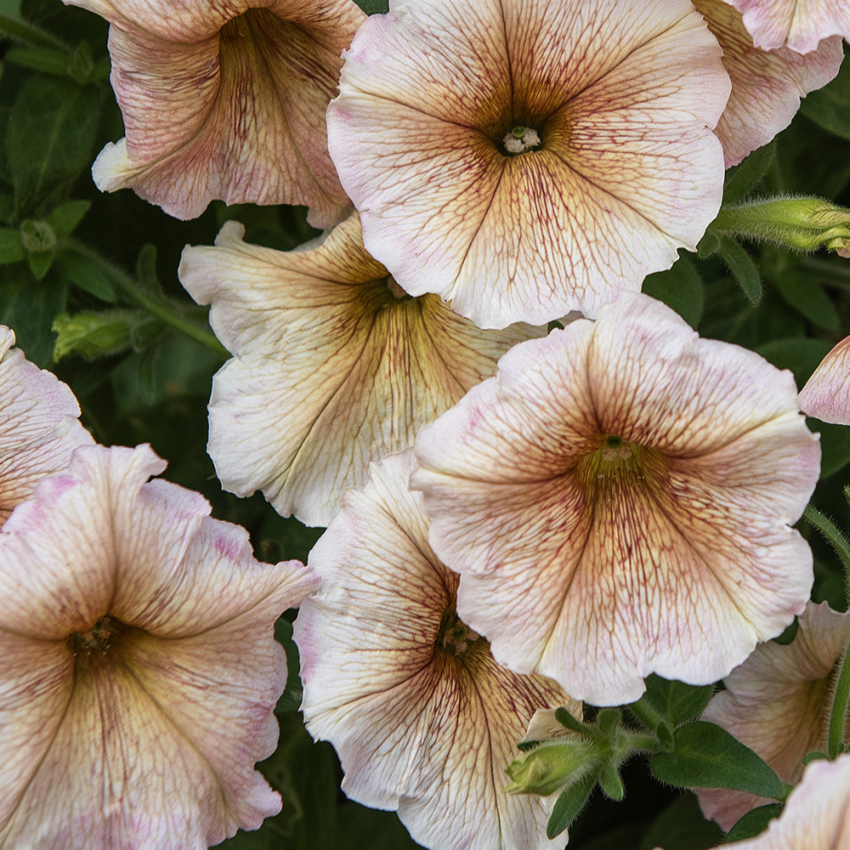 Petunia ogrodowa F1 'Ingrid'