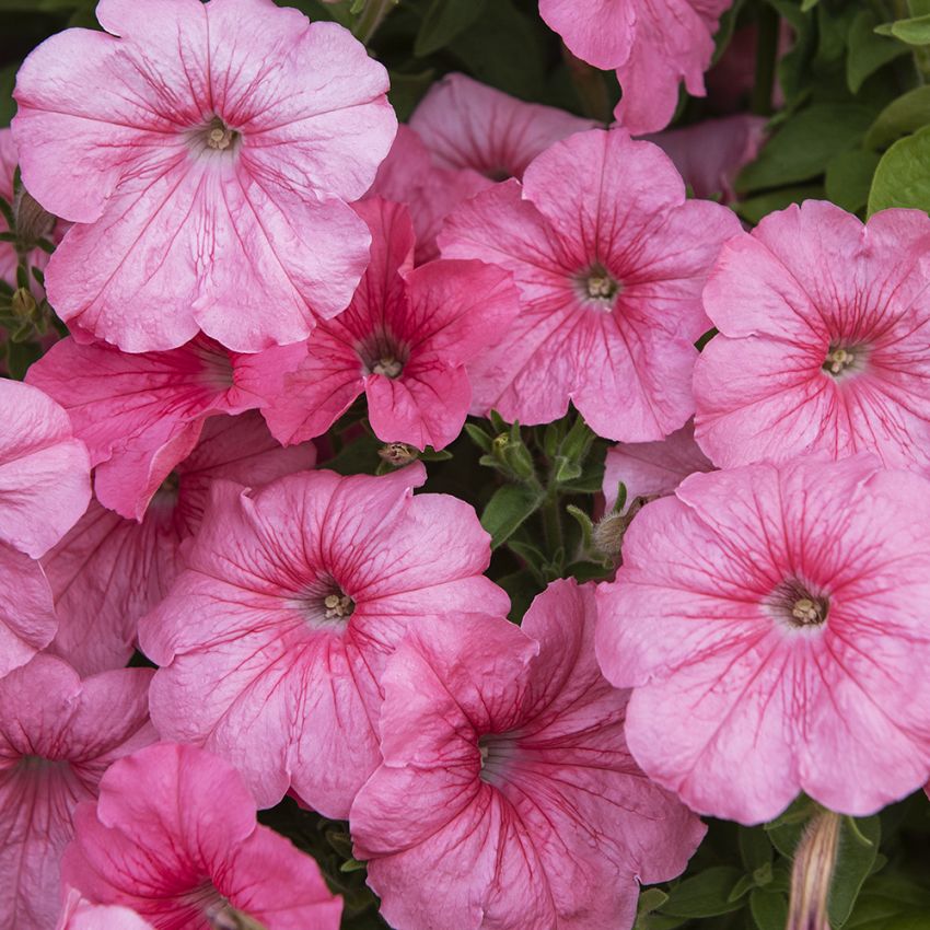 Petunia ogrodowa F1 'Yvetta'