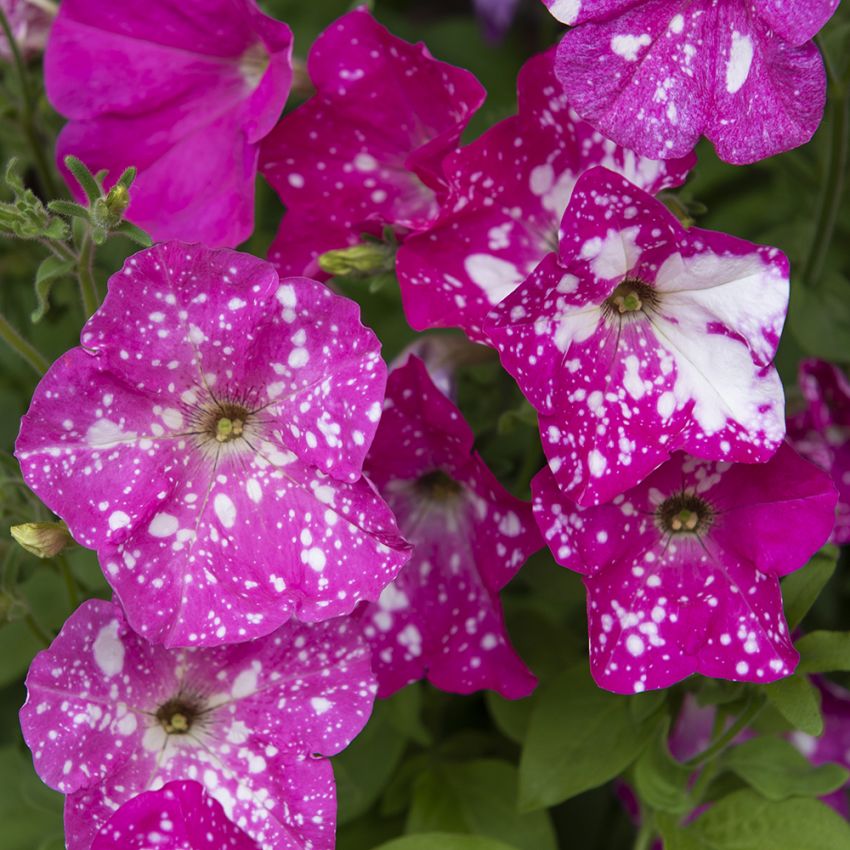 Petunia ogrodowa F1 'Dot Star Deep Pink'