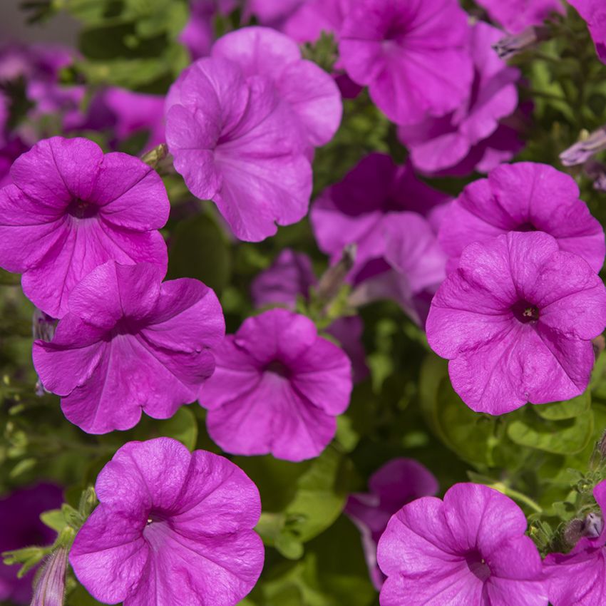 Petunia ogrodowa F1 'Explorer Lavender'