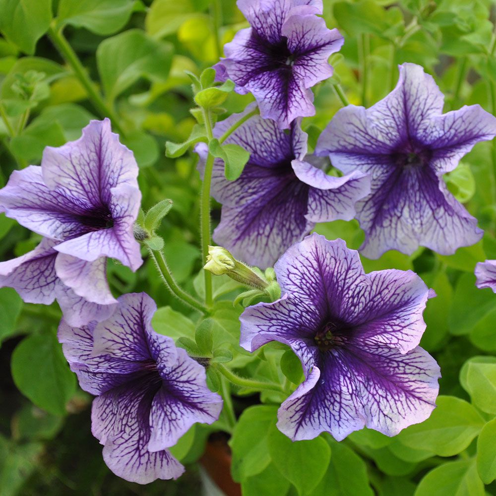 Petunia ogrodowa F1 'Daddy Blue'