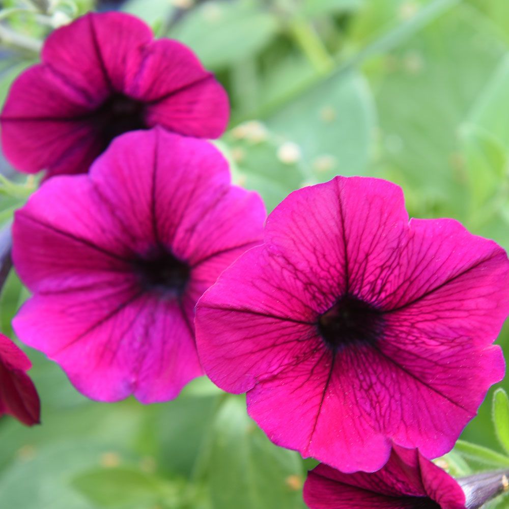 Petunia zwisająca F1 'Shock Wave Deep Purple'