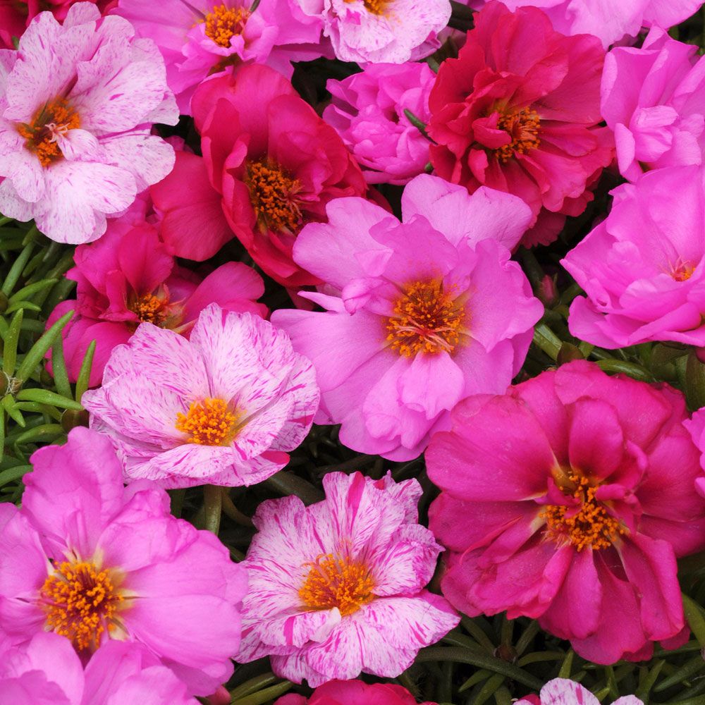 Portulaka wielkokwiatowa F1 'Happy Hour Pink Passion Mix'