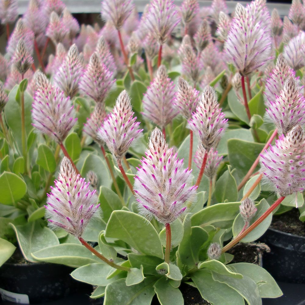 Ptilotus szlachetny 'Joey'