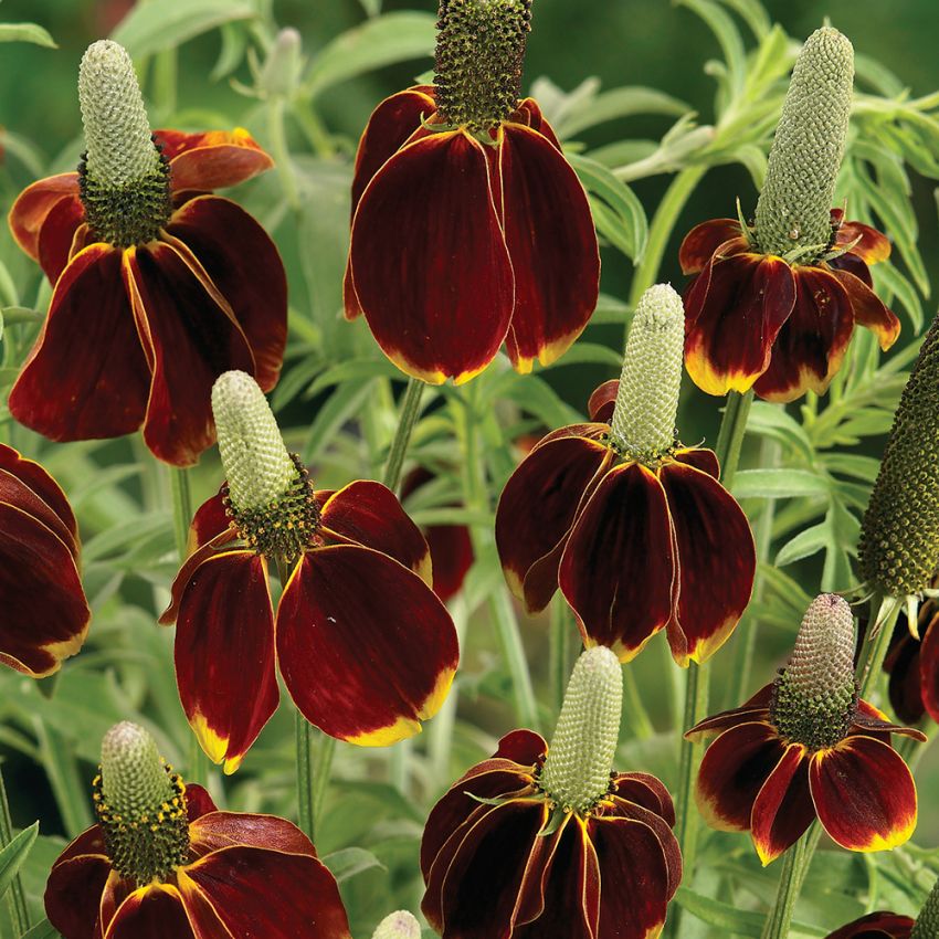Ratibida Mexican Hat
