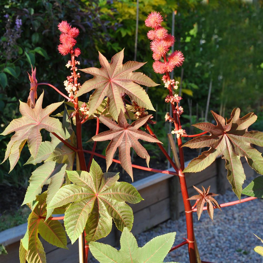Rącznik pospolity ‘Carmencita Bright Red’