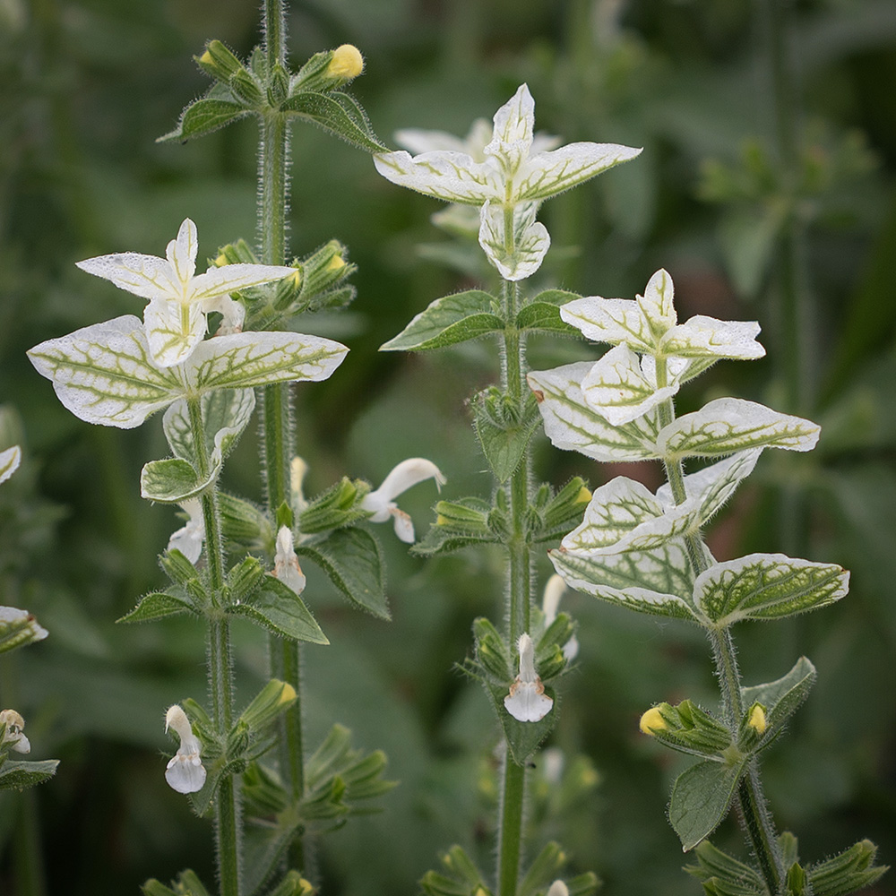 Szałwia brokatowa ‘White Swan’