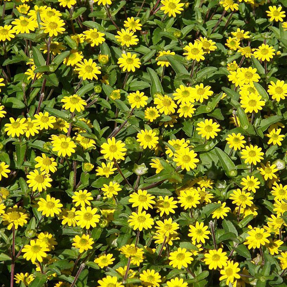 Sanwitalia rozesłana ‘Million Suns’