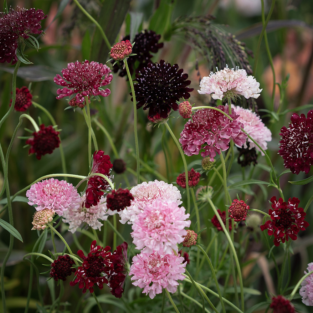 Driakiew purpurowa 'Summer Fruits'