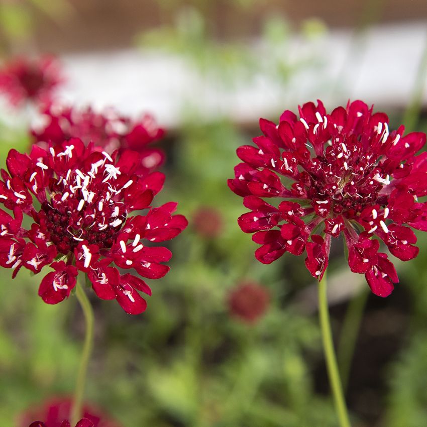 Driakiew purpurowa 'Fire King'