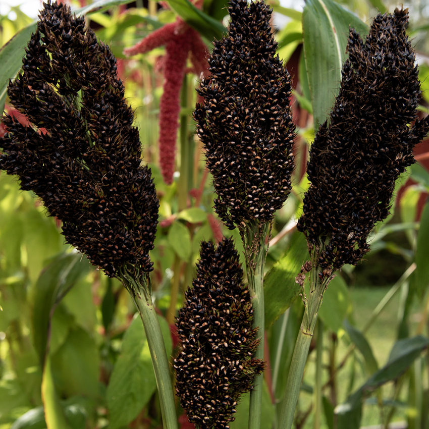 Sorgo dwubarwne 'Black Falcon'