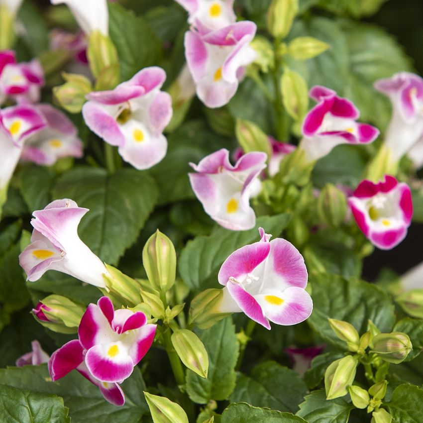 Torenia 'Little Kiss Rose Picotee'