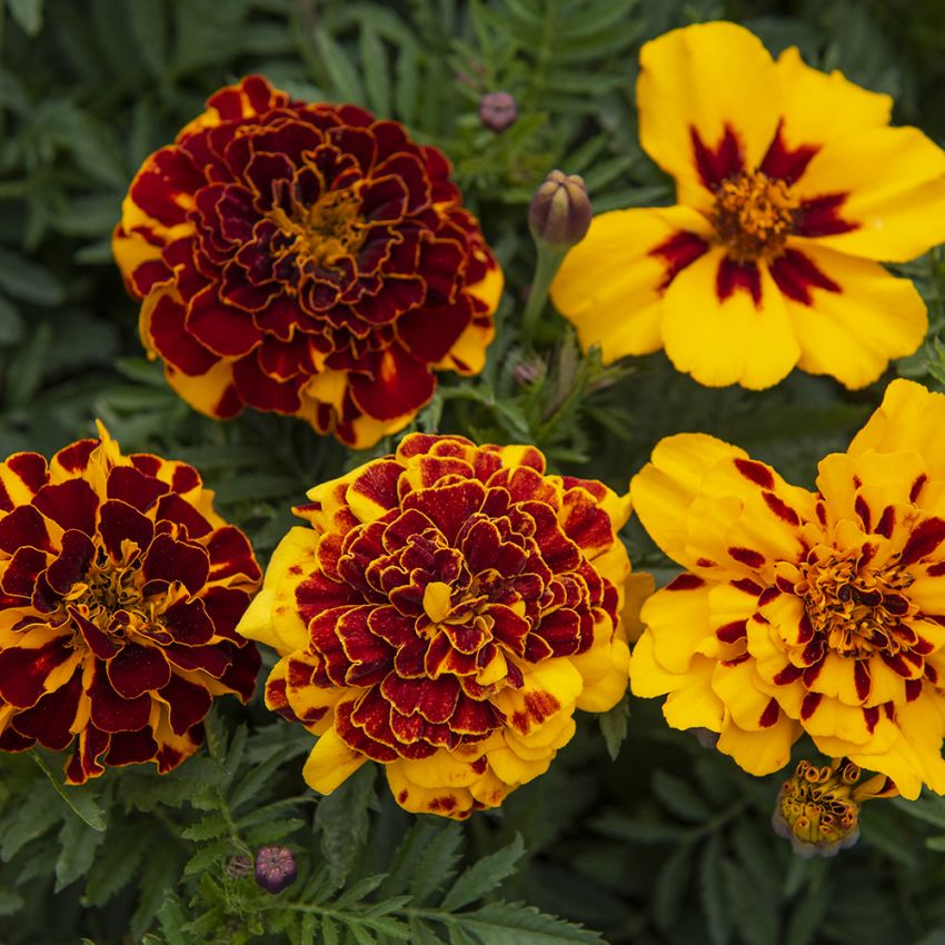 Aksamitka rozpierzchła niska 'Goldiluxe'