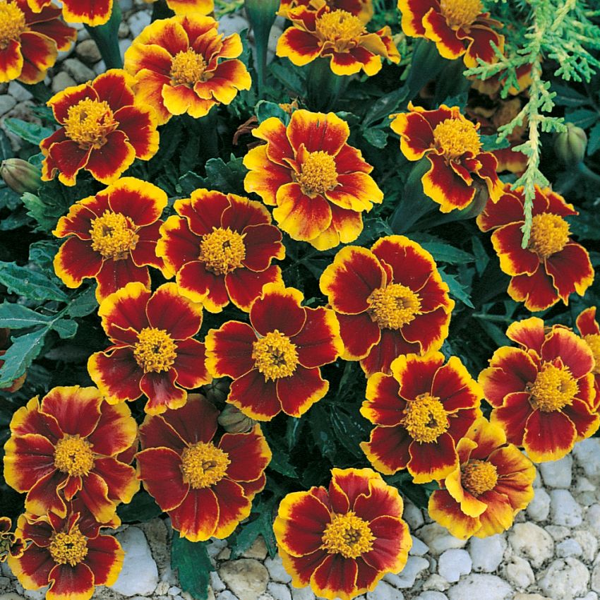 Aksamitka rozpierzchła ‘Red Marietta’