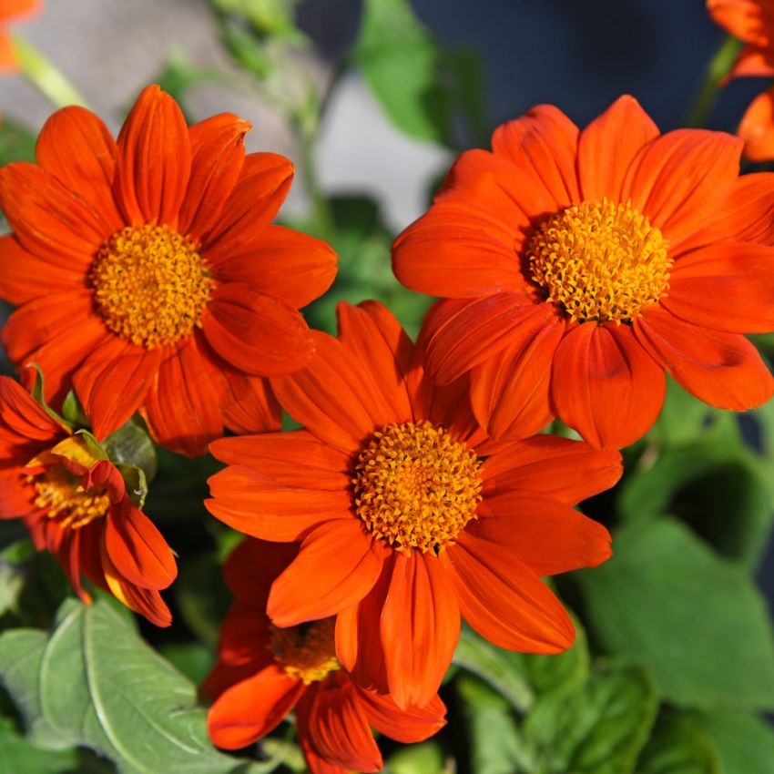 Tithonia okrągłolistna ‘Orange Torch’