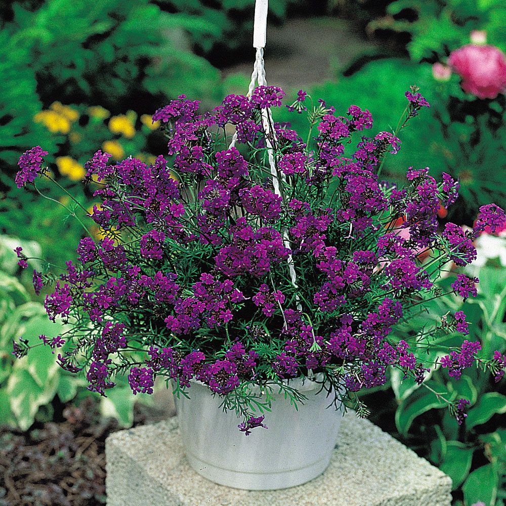 Werbena ogrodowa 'Imagination'