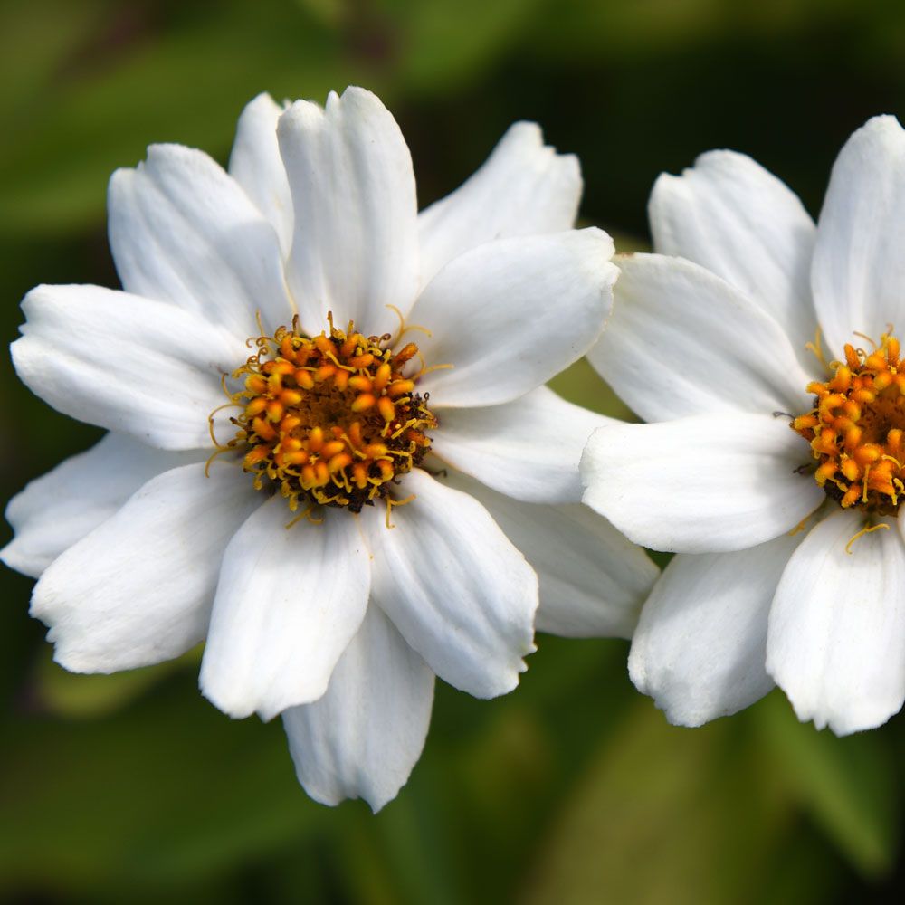 Cynia marylandzka 'Zahara White'