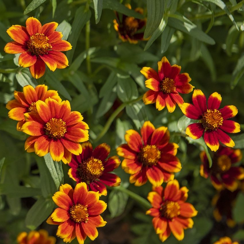 Cynia wąskolistna ‘Chippendale’