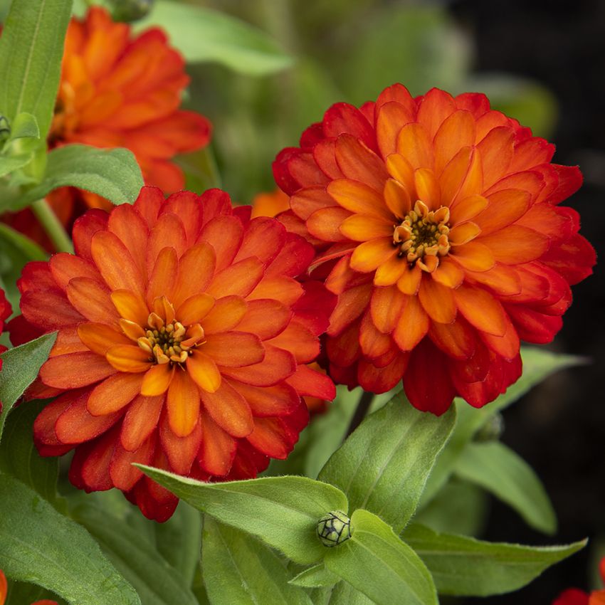 Cynia marylandzka 'Zahara Double Fire'