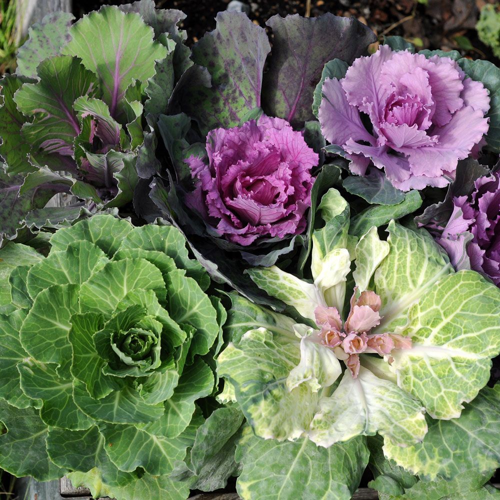 Kapusta ozdobna ‘Round Leaved’