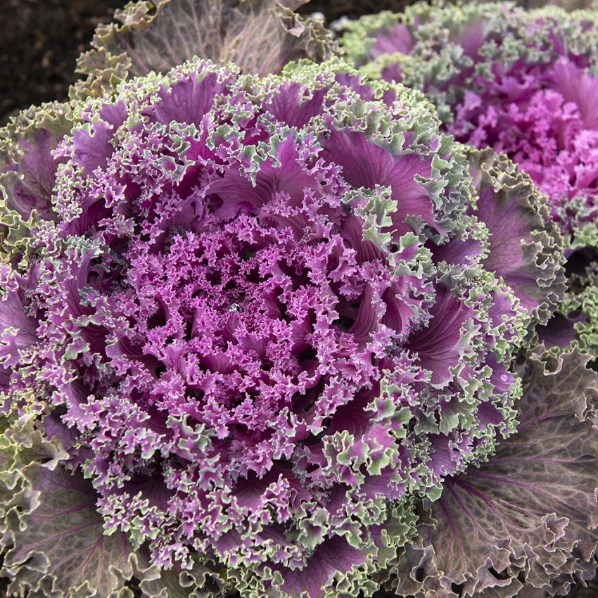 Kapusta ozdobna F1 'Nagoya Red'