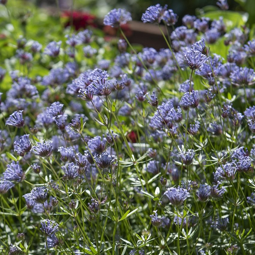 Asperula błękitna ‘Blue Surprise’
