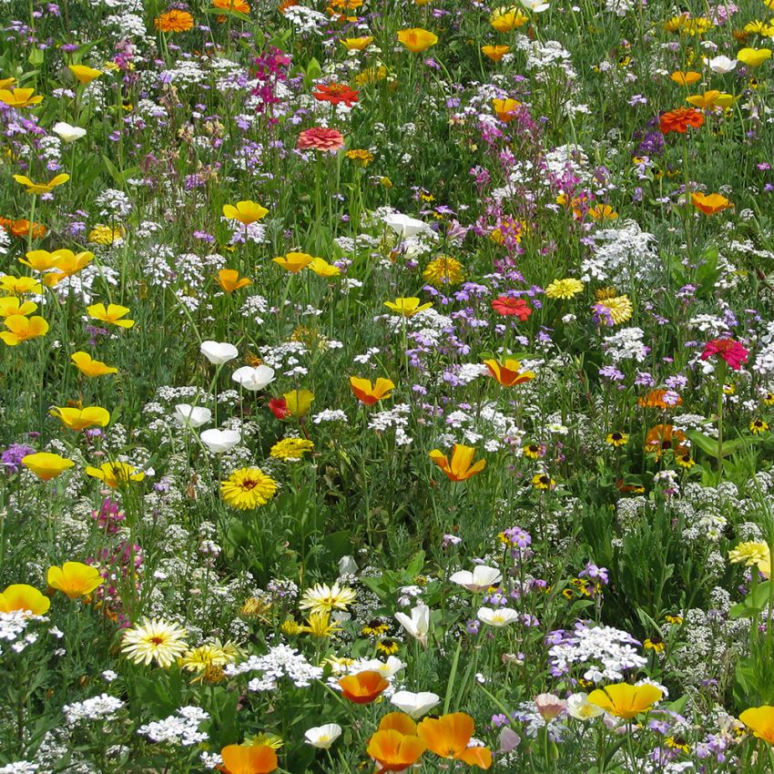 Kwiaty letnie XL – Niskie