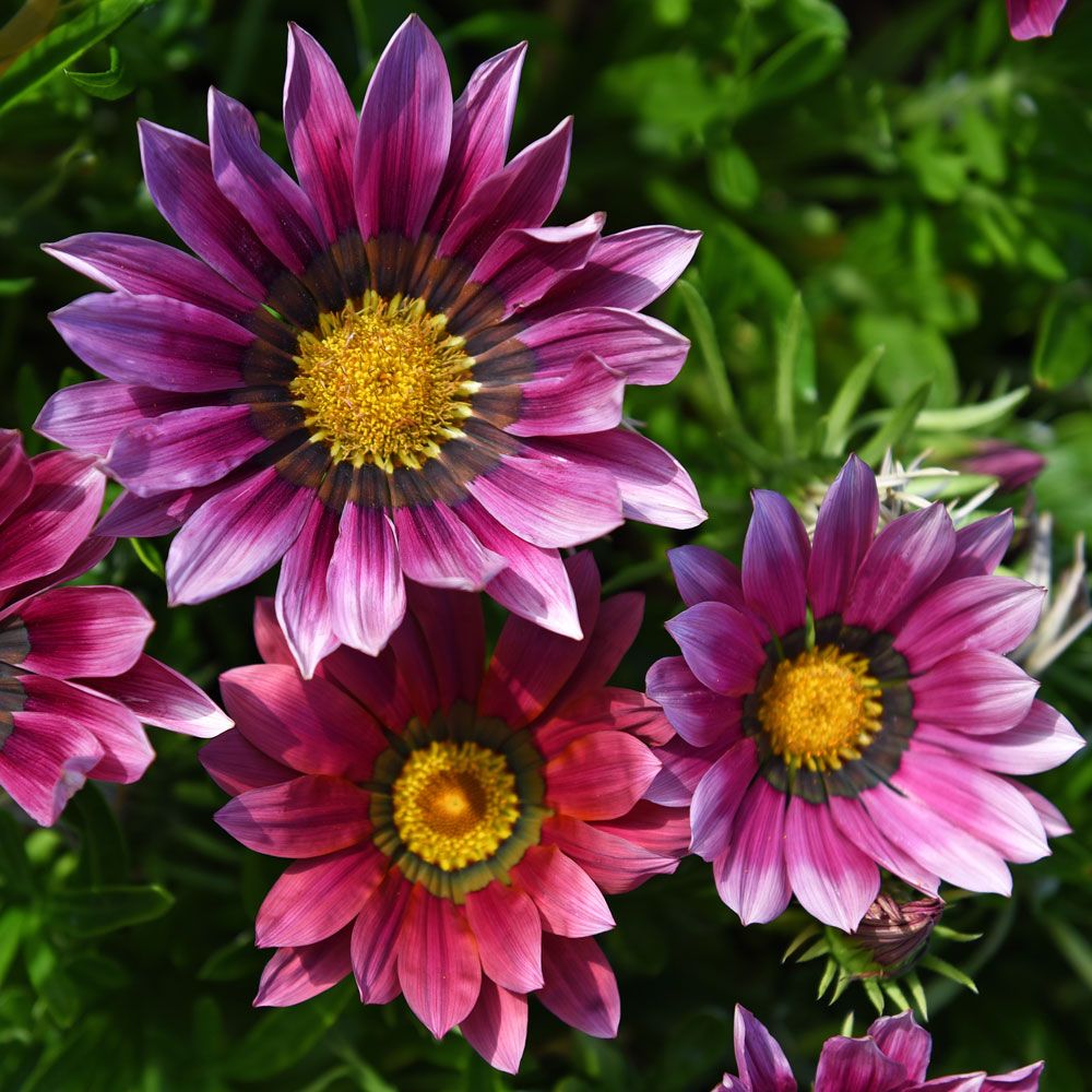 Gazania lśniąca 'New Day Pink Shades F1'