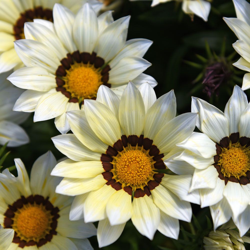 Gazania lśniąca 'New Day White F1'