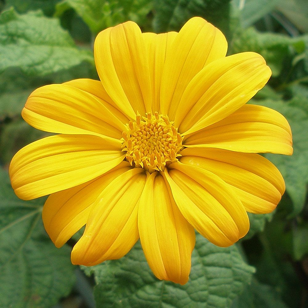 Tithonia okrągłolistna ‘Yellow Torch’