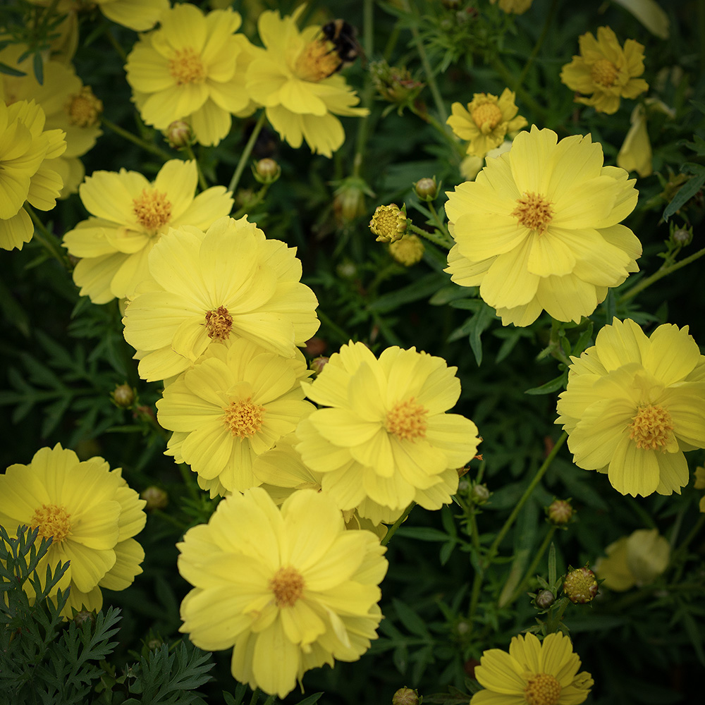 Kosmos siarkowy ‘Sunny Lemon’