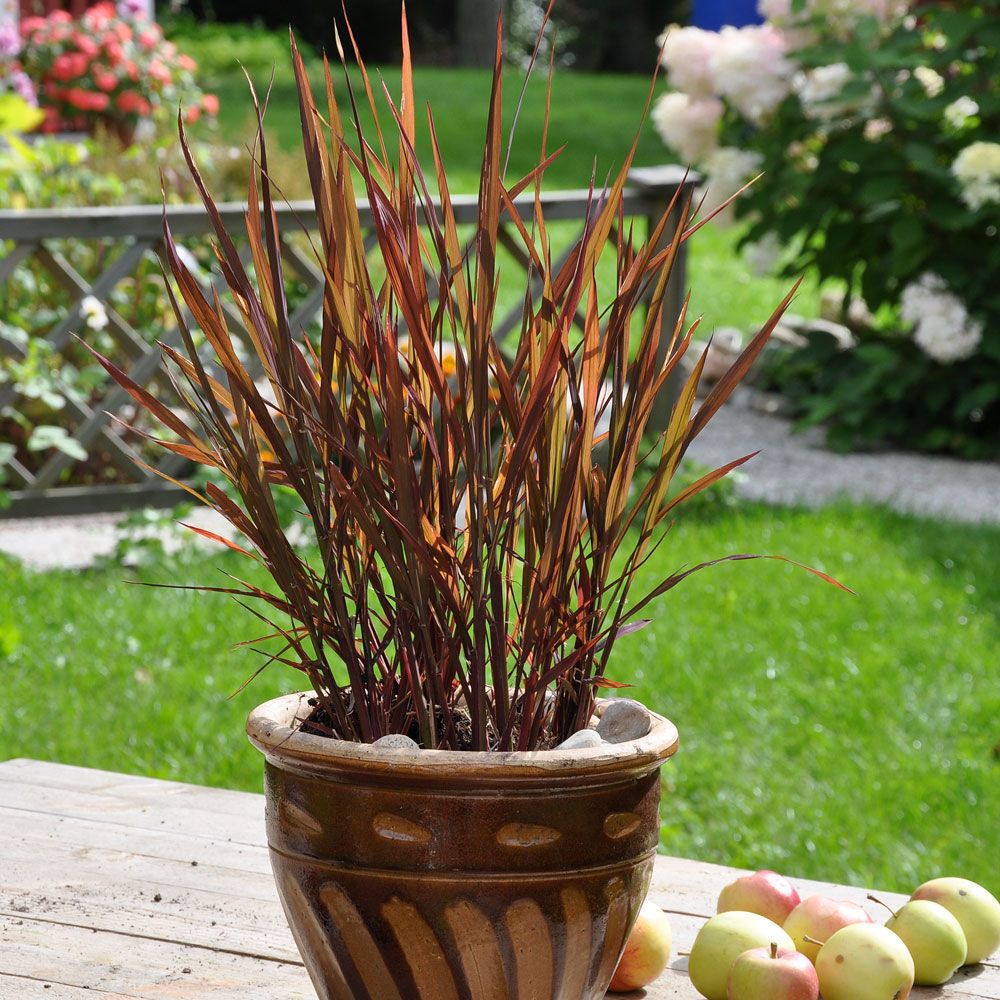 Ryż ozdobny ‘Black Madras’