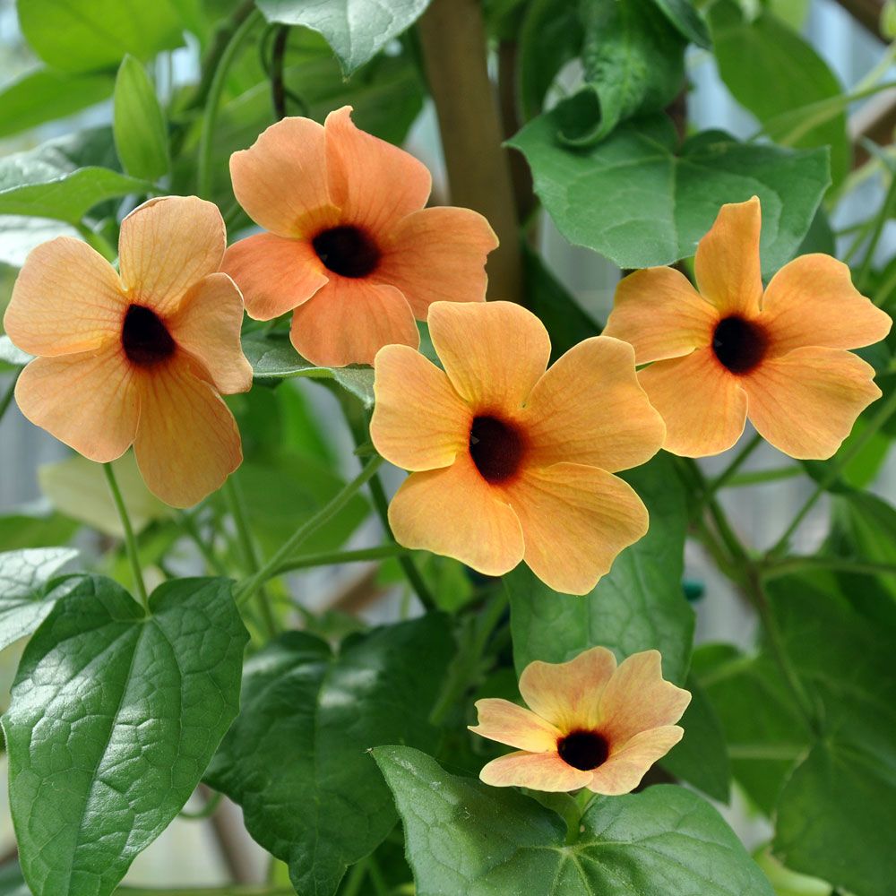 Tunbergia oskrzydlona 'African Sunset'