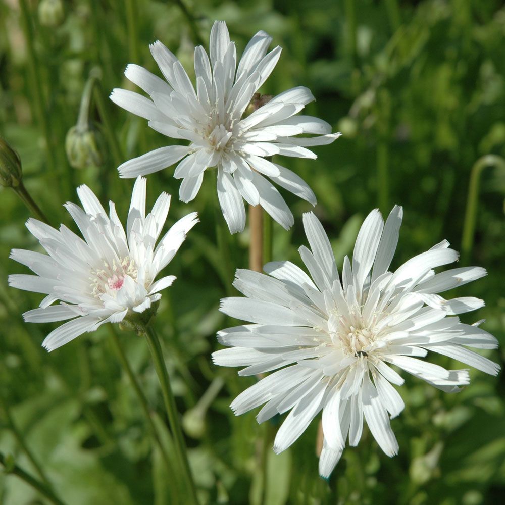 Jastrun różowy ‘Snow White’