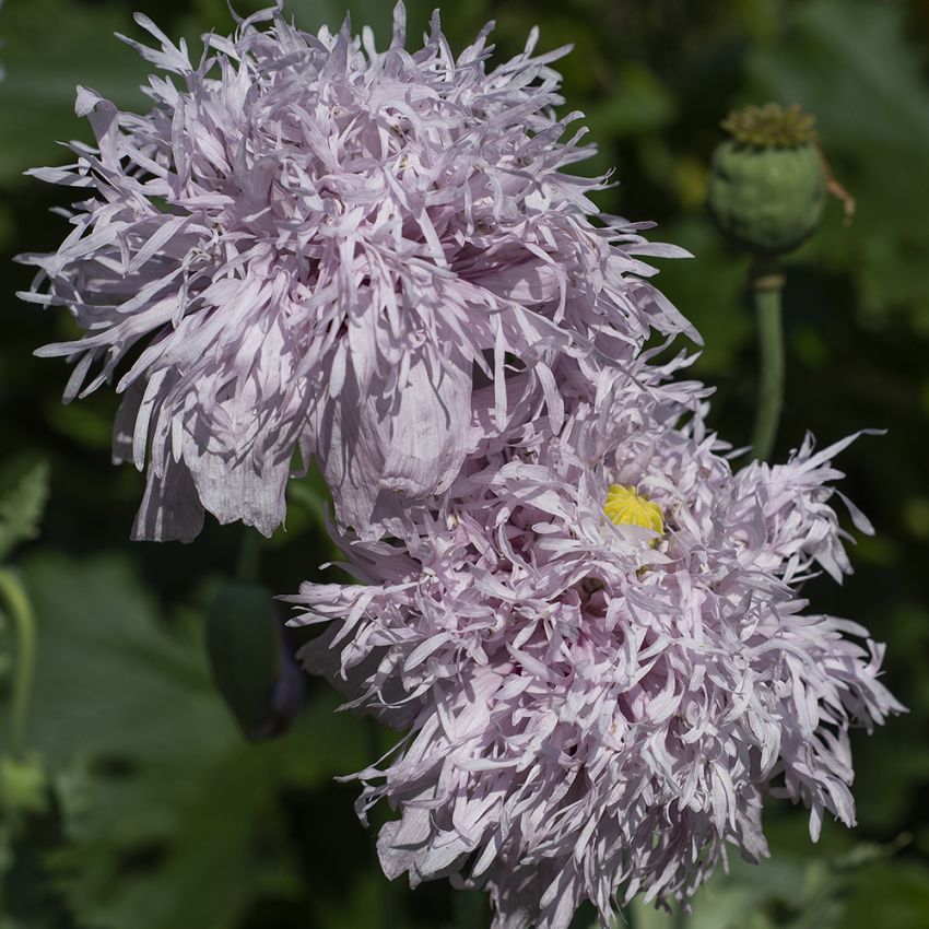 Mak lekarski 'Lilac Pompom'